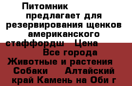 Питомник KURAT GRAD предлагает для резервирования щенков американского стаффордш › Цена ­ 25 000 - Все города Животные и растения » Собаки   . Алтайский край,Камень-на-Оби г.